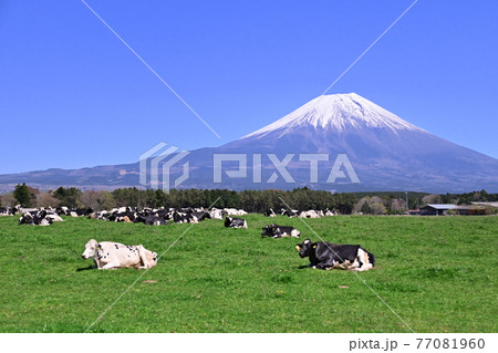 朝霧高原 77081960