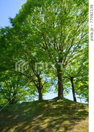京都和束運動公園の春7 77082136