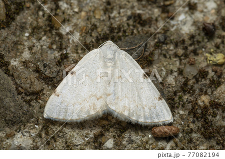 フタホシシロエダシャク 77082194