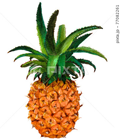 手描き飲食メニュー パイナップルのイラスト素材