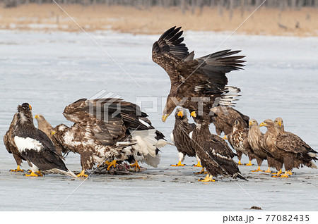 風蓮湖 冬景色 風蓮湖 冬景色 77082435