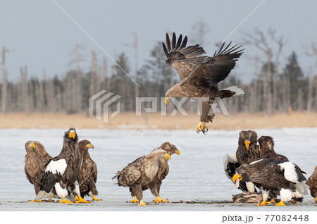 風蓮湖　冬景色 77082448