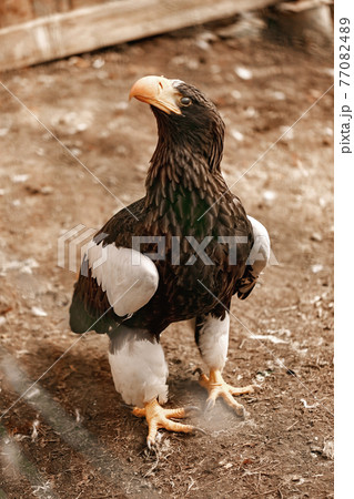 Steller's sea eagle chick in the aviary. The program for the conservation and restoration of birds of prey in nature. Center for preliminary rehabilitation of birds. Vertical shot 77082489