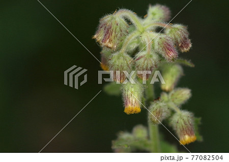 自然 植物 タカサゴコウゾリナ 柔らかい毛に覆われた花は茎先に密集 これで開花していますの写真素材