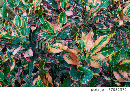 観葉植物クロトン 77082572