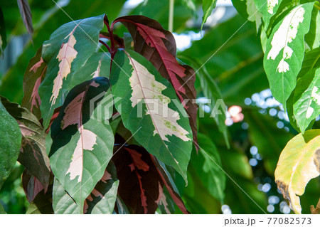 クロトンモドキの葉の斑 77082573