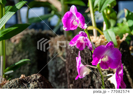 紫色のデンドロビウム ファレノプシス デンファレ の花の写真素材