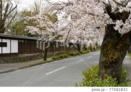 秩父 長瀞散歩：北桜通り　桜のトンネル 77082832