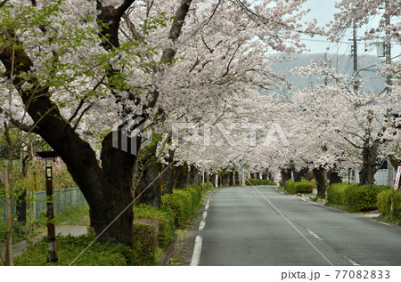 秩父 長瀞散歩：北桜通り　桜のトンネル 77082833
