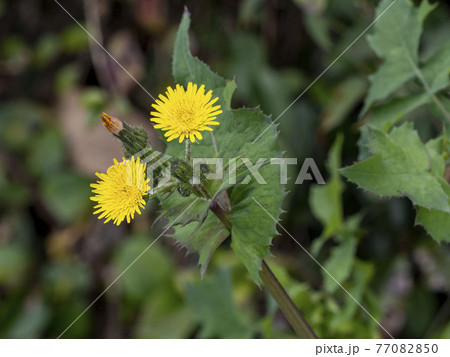 ノゲシの黄色い花 ノゲシの黄色い花 77082850
