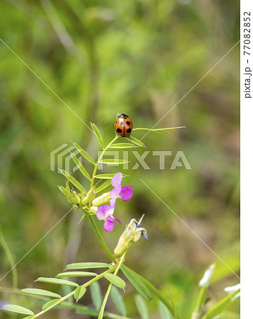 カラスノエンドウにとまるテントウムシ カラスノエンドウにとまるテントウムシ 77082852