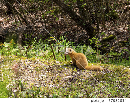 テン テン 77082854