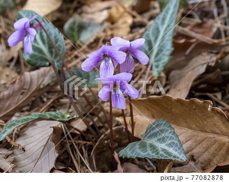 シハイスミレ シハイスミレ 77082878