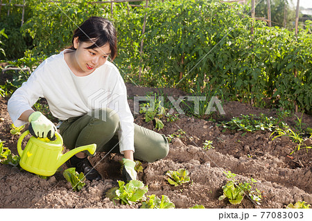 Asian girl watering seedlings of lettuce 77083003