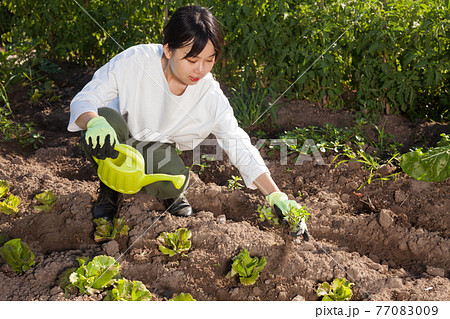 Woman watering plants of lettuce 77083009