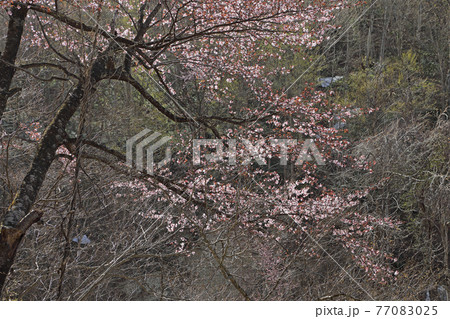 オオヤマザクラの花開く 福島県只見町 オオヤマザクラの花開く 福島県只見町 77083025