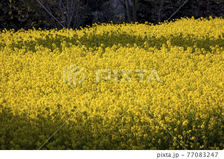 菜の花畑 信州 菜の花畑 信州 77083247