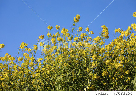 菜の花畑 信州 菜の花畑 信州 77083250