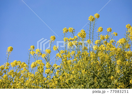 菜の花畑 信州 77083251