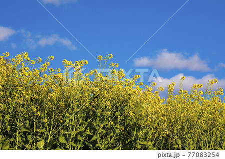 菜の花畑 信州 菜の花畑 信州 77083254