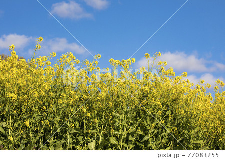 菜の花畑 信州 77083255