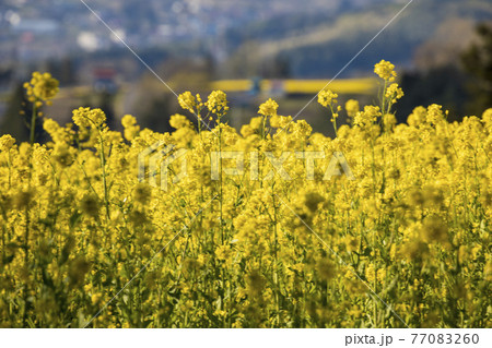 菜の花畑 信州 菜の花畑 信州 77083260