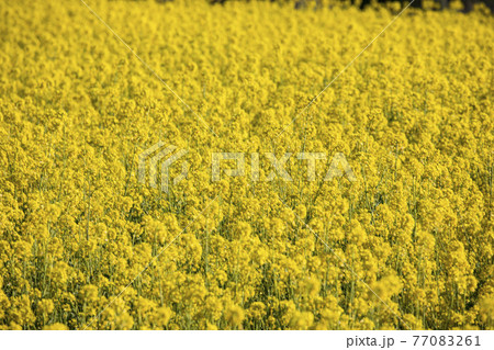 菜の花畑 信州 菜の花畑 信州 77083261