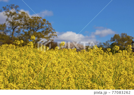 菜の花畑 信州 77083262