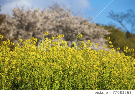 菜の花畑 信州 77083263