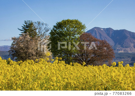 菜の花畑 信州 菜の花畑 信州 77083266