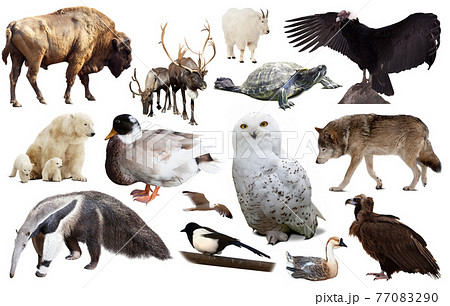 north american animals isolated 77083290