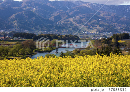 菜の花畑 信州 菜の花畑 信州 77083352