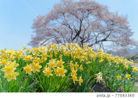 福島県　馬ノ墓の種蒔桜とスイセン 77083360