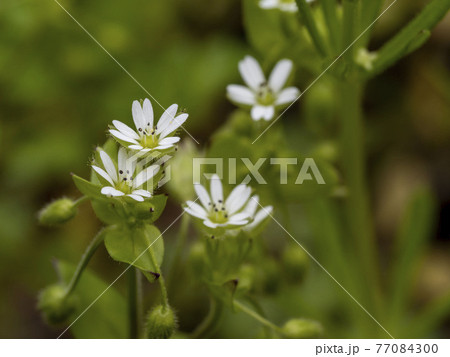 白く小さいコハコベの花 白く小さいコハコベの花 77084300