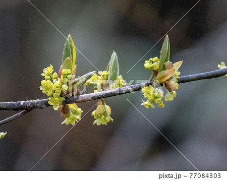クロモジの花 77084303