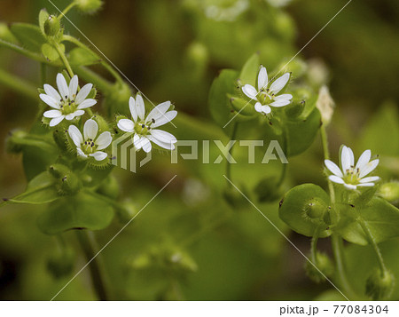 白く小さいコハコベの花 77084304