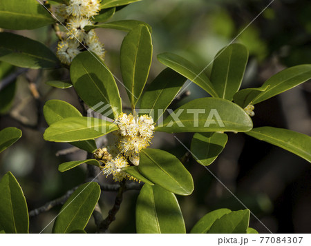 クロキの白い花 クロキの白い花 77084307