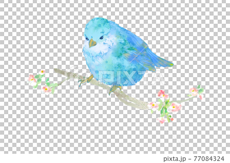 ふんわり可愛いパステルカラーの青い小鳥のイラスト 77084324
