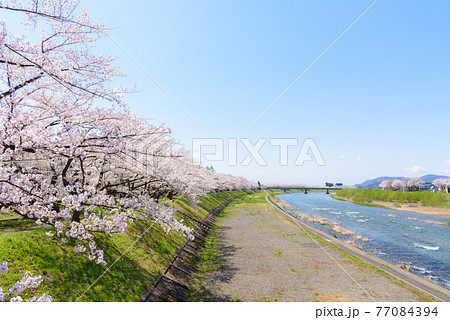 角館の桜 桧木内川堤の桜並木 角館の桜 桧木内川堤の桜並木 77084394