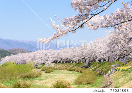 角館の桜 桧木内川堤の桜並木 角館の桜 桧木内川堤の桜並木 77084398