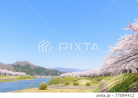 角館の桜　桧木内川堤の桜並木 77084412