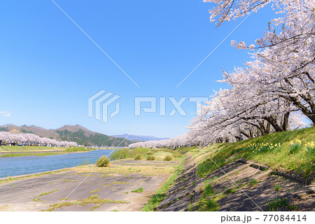 角館の桜　桧木内川堤の桜並木 77084414
