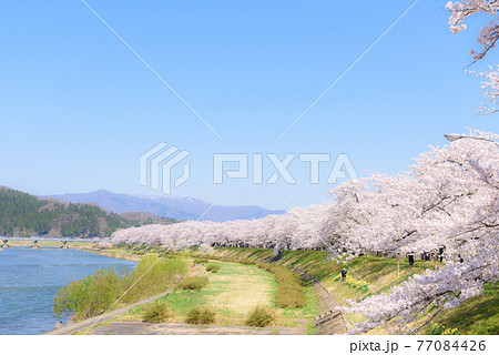 角館の桜　桧木内川堤の桜並木 77084426
