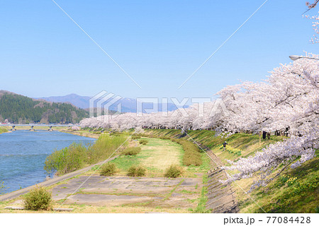 角館の桜　桧木内川堤の桜並木 77084428