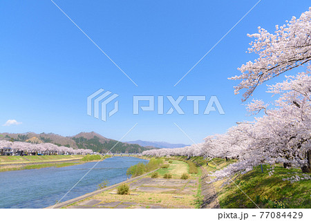 角館の桜　桧木内川堤の桜並木 77084429