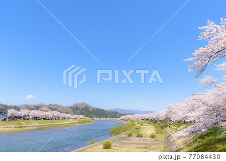 角館の桜　桧木内川堤の桜並木 77084430