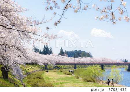 角館の桜　桧木内川堤の桜並木 77084435