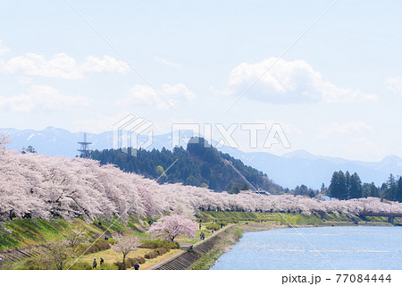 角館の桜　桧木内川堤の桜並木 77084444