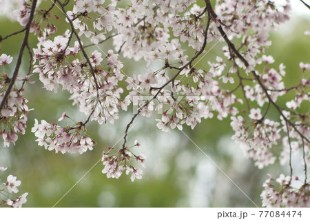 桜　大室公園 77084474