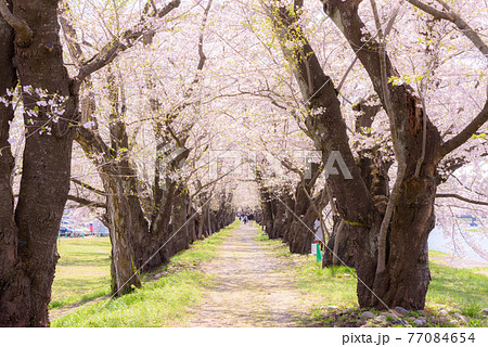 角館の桜並木 角館の桜並木 77084654